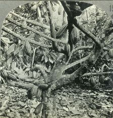 The Eccentric Growth of Cocoa Pods, Dominica, British West Indies c1930s. Creator: Unknown