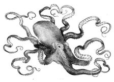The eight-armed cuttle-fish in the Crystal Palace Aquarium, 1871. Creator: Unknown