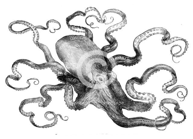 The eight-armed cuttle-fish in the Crystal Palace Aquarium, 1871. Creator: Unknown.