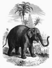 The Elephant of India c1891. Creator: James Grant