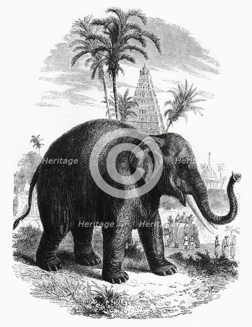 'The Elephant of India', c1891. Creator: James Grant.