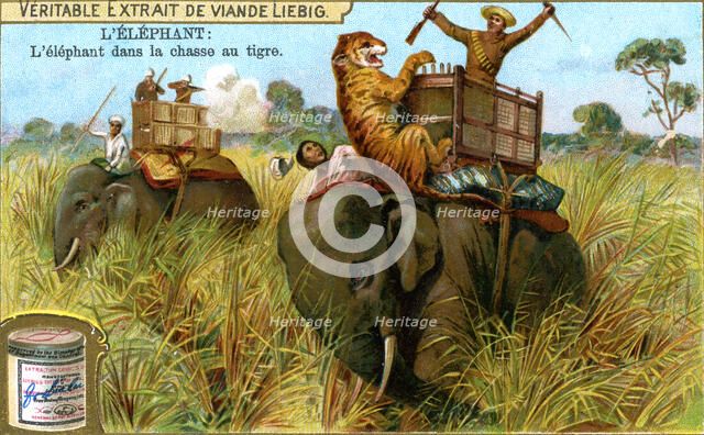 The Elephant on a tiger hunt, c1900. Artist: Unknown