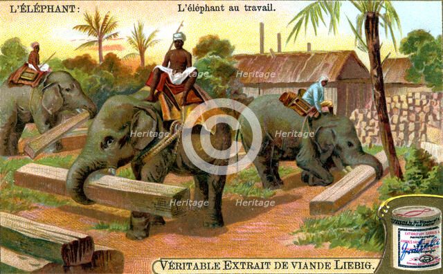 The Elephant at Work, c1900. Artist: Unknown