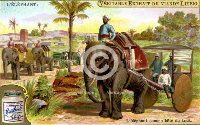 The Elephant as draught animal, c1900. Artist: Unknown
