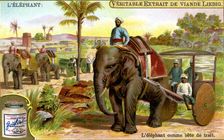 The Elephant as draught animal, c1900
