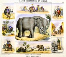The Elephant c1850. Artist: Benjamin Waterhouse Hawkins