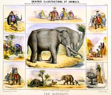 The Elephant c1850. Creator: Benjamin Waterhouse Hawkins