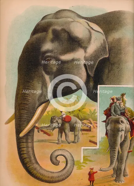 'The Elephant', c1900. Artist: Helena J. Maguire.