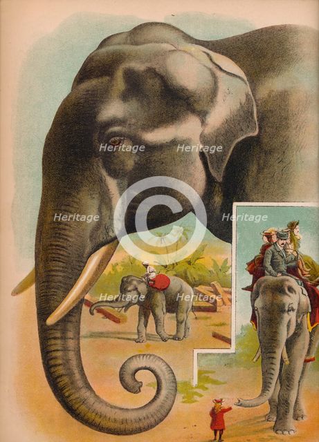 'The Elephant', c1900. Artist: Helena J. Maguire.