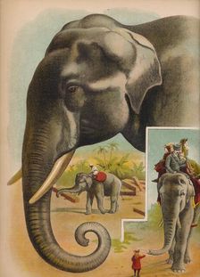 The Elephant c1900. Artist: Helena J. Maguire
