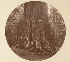 The Empire State - C. Grove, ca. 1878. Creator: Carleton Emmons Watkins
