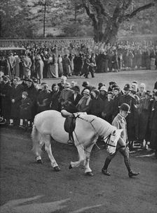 The Empty Saddle: King George's white pony, Jock, being led in procession 1936
