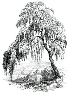 The Funebral Cypress, 1850. Creator: Unknown