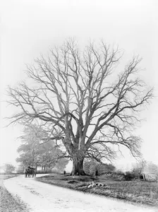 The Fyfield Elm, Fyfield, Oxfordshire, 1867. Artist: Henry Taunt