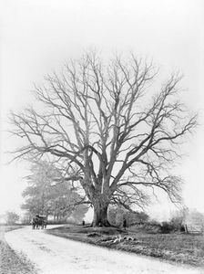 The Fyfield Elm, Fyfield, Oxfordshire, 1867. Artist: Henry Taunt