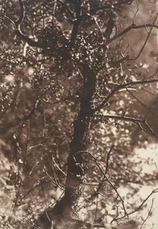 The Fairy Tree at Colinton, 1846. Creators: David Octavius Hill, Robert Adamson, Hill & Adamson