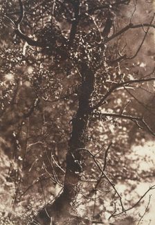 The Fairy Tree at Colinton, 1846. Creators: David Octavius Hill, Robert Adamson, Hill & Adamson
