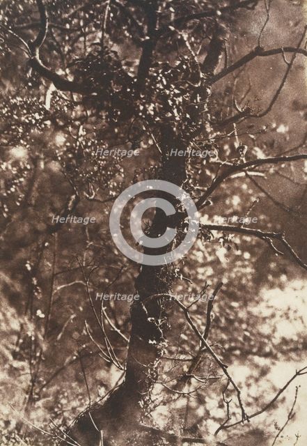 The Fairy Tree at Colinton, 1846. Creators: David Octavius Hill, Robert Adamson, Hill & Adamson.