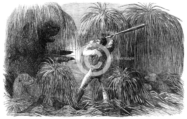 The Falkland Islands: Encounter of a Sealer with a Sea-Lion, in a Tussac Bog, 1856.  Creator: Unknown.