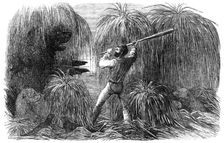 The Falkland Islands: Encounter of a Sealer with a Sea-Lion, in a Tussac Bog, 1856. Creator: Unknown