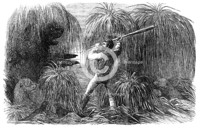 The Falkland Islands: Encounter of a Sealer with a Sea-Lion, in a Tussac Bog, 1856.  Creator: Unknown.