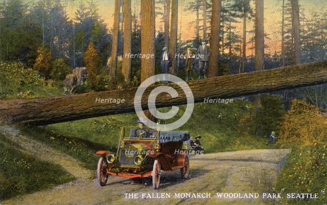 The 'Fallen Monarch', Woodland Park, Seattle, Washington, USA, 1911. Artist: Unknown