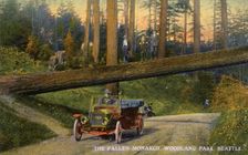 The Fallen Monarch Woodland Park, Seattle, Washington, USA, 1911