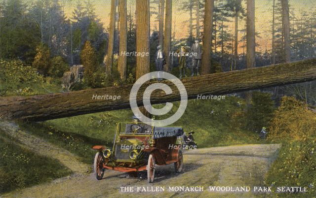 The 'Fallen Monarch', Woodland Park, Seattle, Washington, USA, 1911. Artist: Unknown