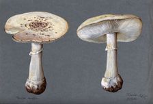 The false death cap fungus (Amanita citrina): two fruiting bodies, 1887. Creator: R Baker