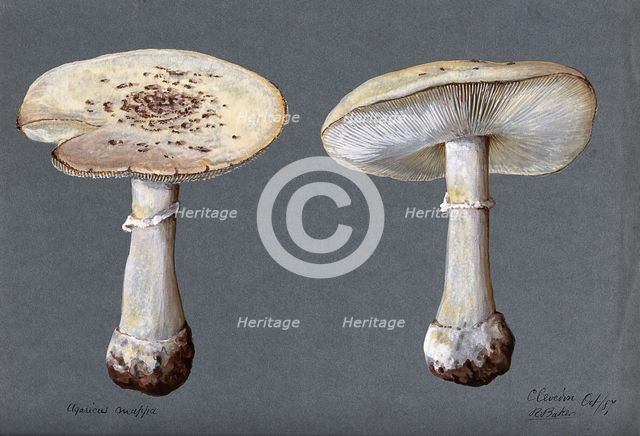 The false death cap fungus (Amanita citrina): two fruiting bodies, 1887. Creator: R Baker.
