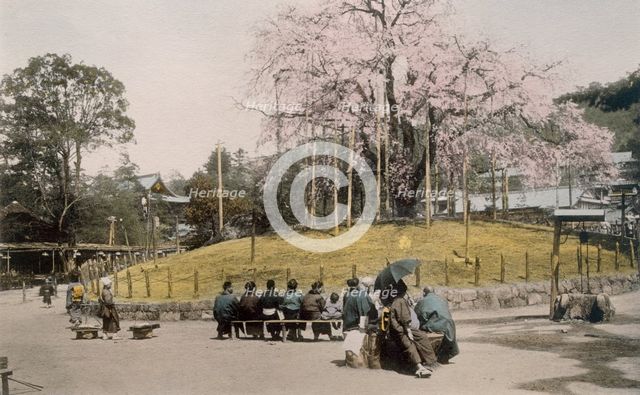 The famous cherry tree at Maruyama, Kyoto 1890's. Creator: Japanese Photographer (19th Century).