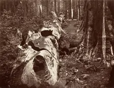 The Father of the Forest, 112 feet circumference, Calaveras Grove, 1865-66, printed ca. 1876. Creator: Carleton Emmons Watkins