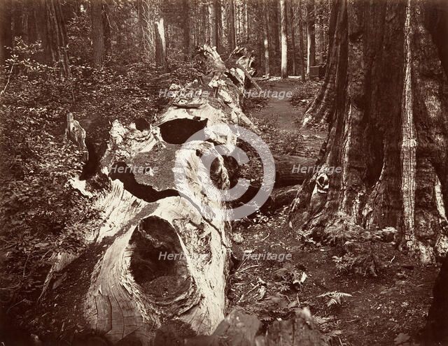 The Father of the Forest, 112 feet circumference, Calaveras Grove, 1865-66, printed ca. 1876. Creator: Carleton Emmons Watkins.