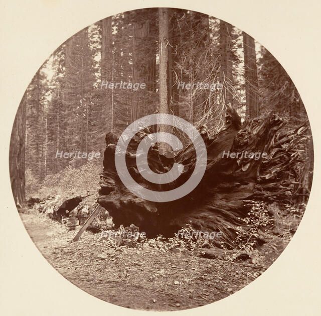 The Father of the Forest 450 ft C. Grove, ca. 1878. Creator: Carleton Emmons Watkins.