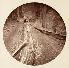 The Father of the Forest 450 Ft Long, C. Grove, ca. 1878. Creator: Carleton Emmons Watkins