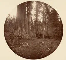 The Father of the Forest - C. Grove, ca. 1878. Creator: Carleton Emmons Watkins