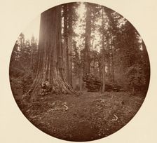 The Father of the Forest - C. Grove, ca. 1878. Creator: Carleton Emmons Watkins