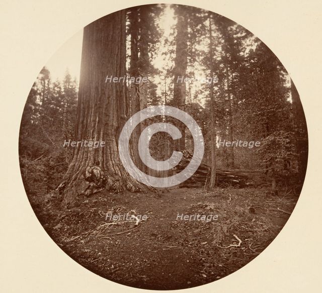 The Father of the Forest - C. Grove, ca. 1878. Creator: Carleton Emmons Watkins.