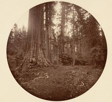 The Father of the Forest - C. Grove, ca. 1878. Creator: Carleton Emmons Watkins