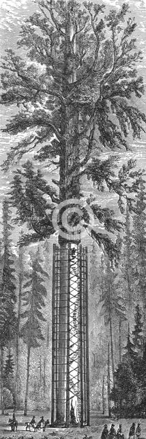 'The Father of the Forest; California and its prospects', 1875. Creator: Frederick Whymper.