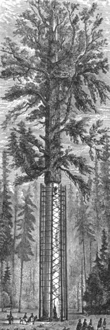 The Father of the Forest; California and its prospects 1875. Creator: Frederick Whymper