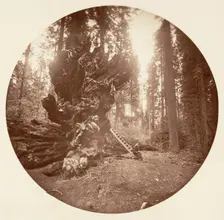 The Father of the Forest - The Horse Back Side. Calaveras Grove, ca. 1878. Creator: Carleton Emmons Watkins