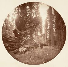 The Father of the Forest - The Horse Back Side. Calaveras Grove, ca. 1878. Creator: Carleton Emmons Watkins