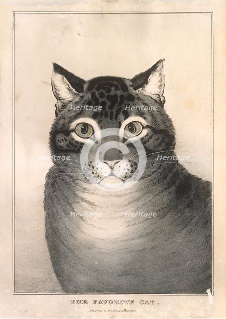 The Favorite Cat, 1838-46., 1838-46. Creator: Nathaniel Currier.