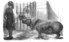 The female hippopotamus, at the Zoological Society's Gardens, Regent's-Park, 1854. Creator: Unknown