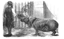 The female hippopotamus, at the Zoological Society's Gardens, Regent's-Park, 1854. Creator: Unknown