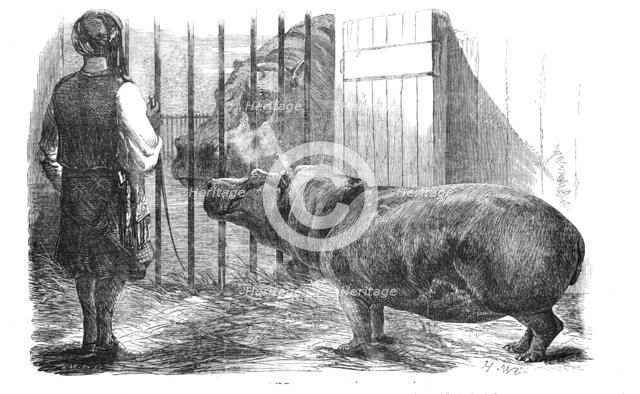The female hippopotamus, at the Zoological Society's Gardens, Regent's-Park, 1854. Creator: Unknown.