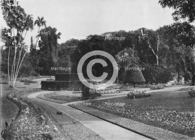 'The Fernery, Peradeniya Gardens, Ceylon', c1890 (1910). Artist: Alfred William Amandus Plate.