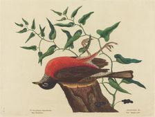 The Fieldfare of Carolina (Turdus migratorius), published 1731-1743. Creator: Mark Catesby