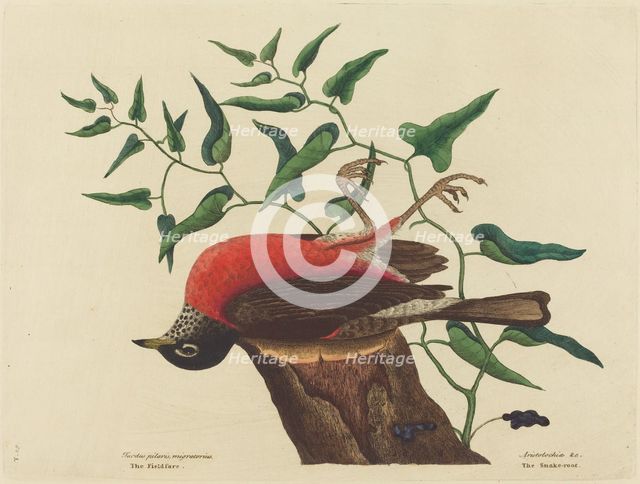 The Fieldfare of Carolina (Turdus migratorius), published 1731-1743. Creator: Mark Catesby.